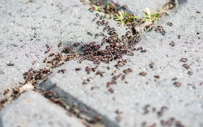 How To Identify And Get Rid Of An Ant Infestation In Your Knoxville Home