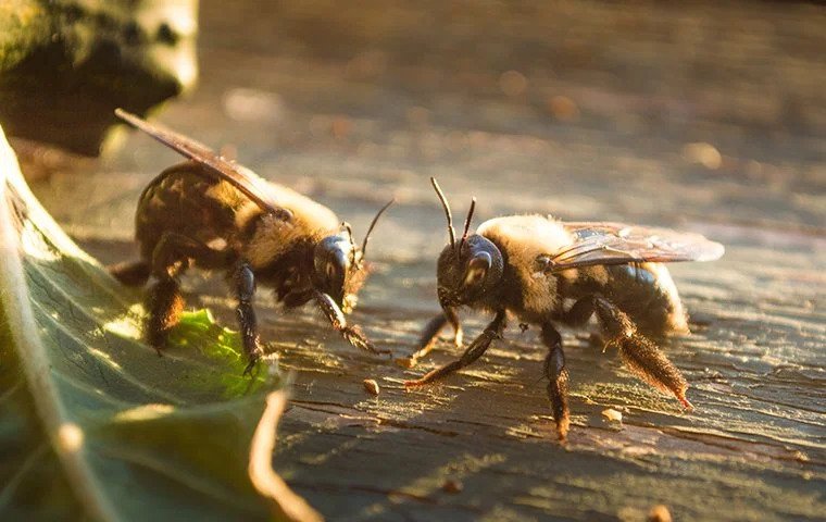 What To Do About Bees Hanging Around Your Knoxville Home